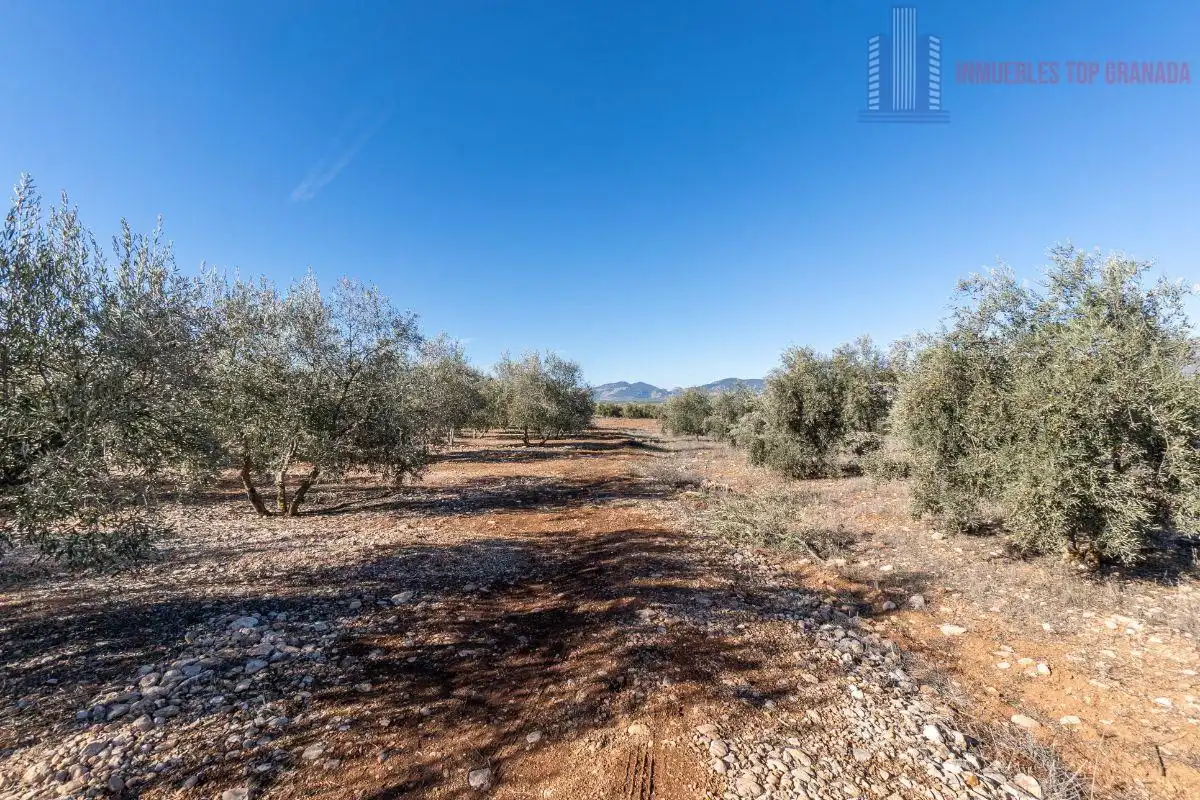 Terreni e lotti in vendita a Pago cortijo de las Monjas Parcela 19, imagen 11