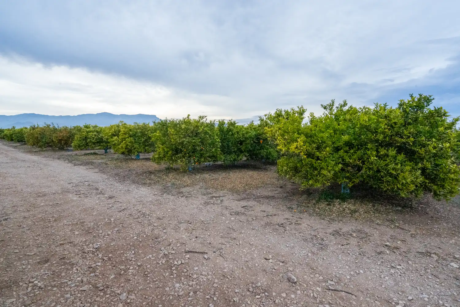 Rural land for sale in Camì Vell de la Galera 75, imagen 4