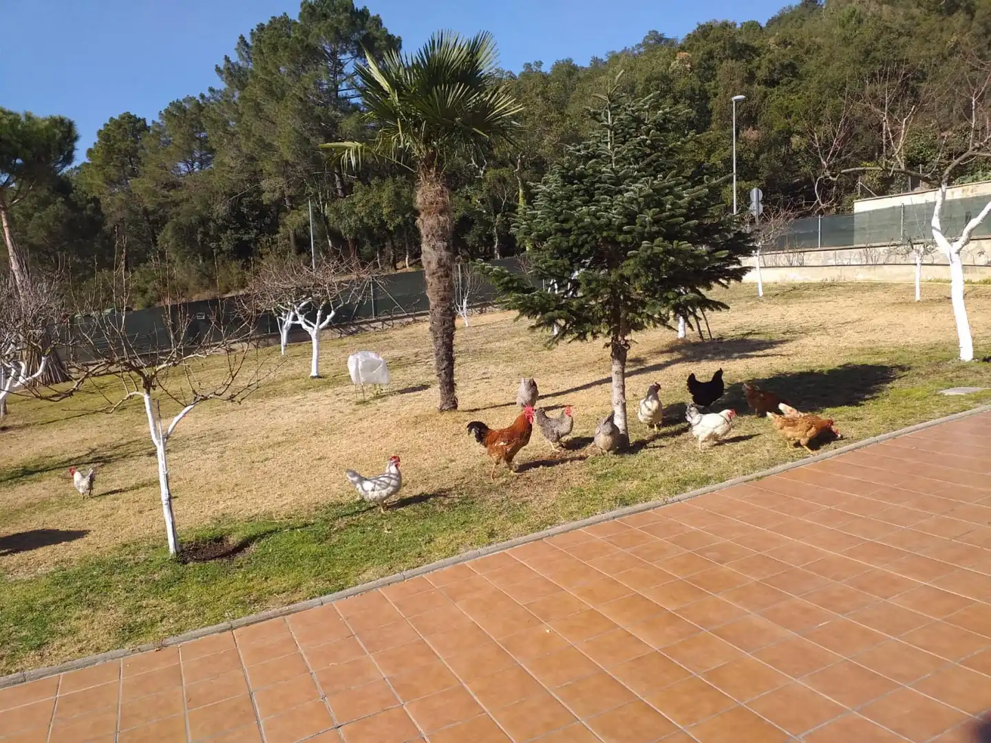 Villa mit Garten zum Verkauf in Sant Feliu de Buixalleu, imagen 23