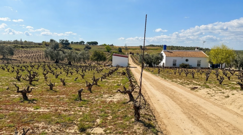 Foto 2 de Finca rústica en venta en Villalba del Alcor, Huelva