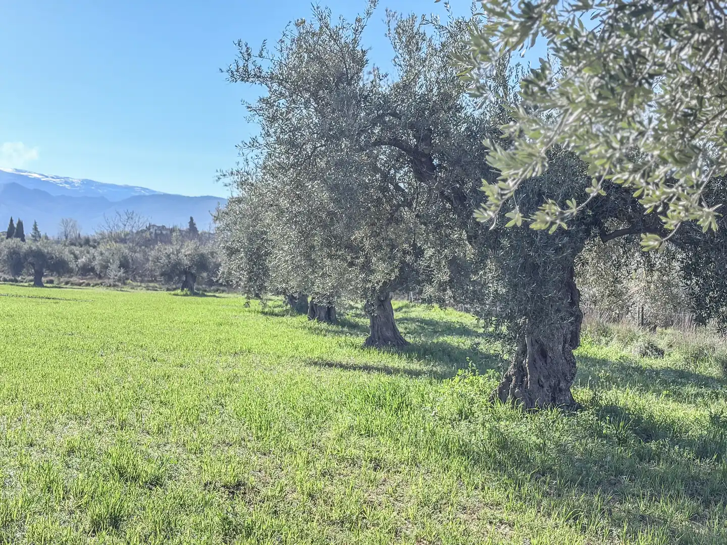 Terreni e lotti in vendita a Camino del Cerro 189, imagen 19