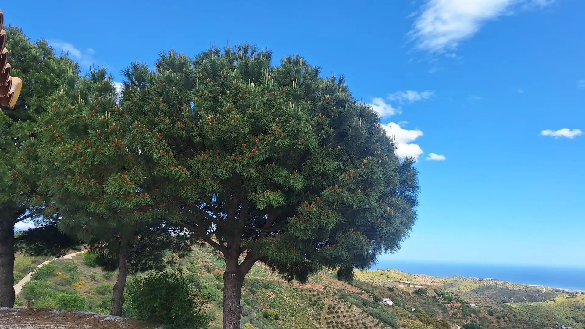 Außenansicht von Country house zur Miete in Vélez-Málaga mit Privatgarten, Terrasse und Schwimmbad