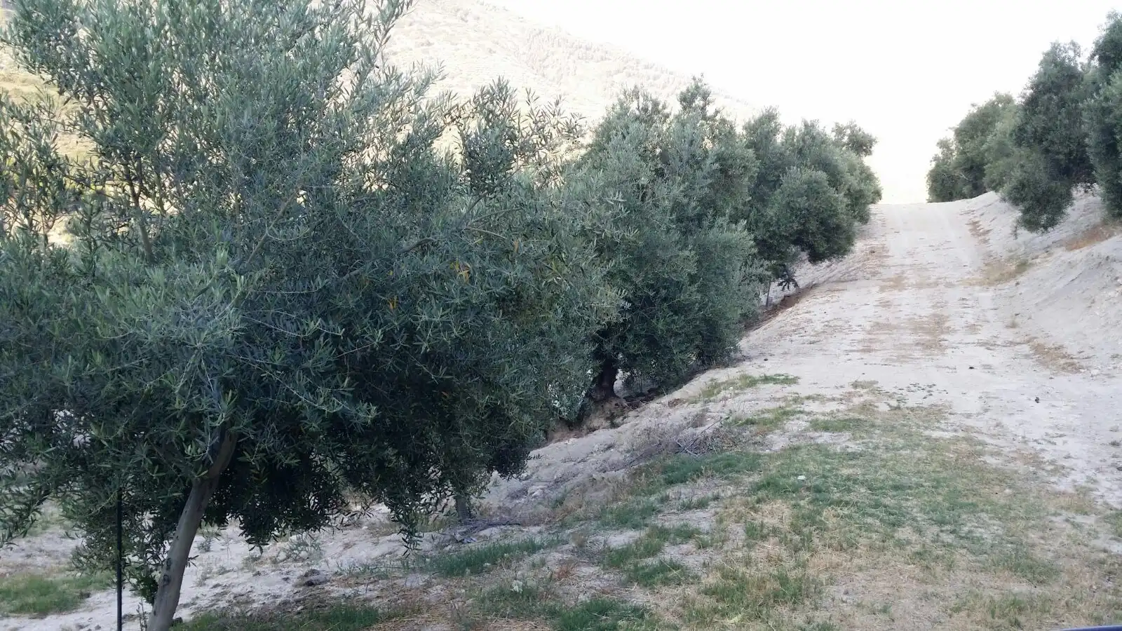 Terreni e lotti in vendita a Bedmar y Garcíez, imagen 7