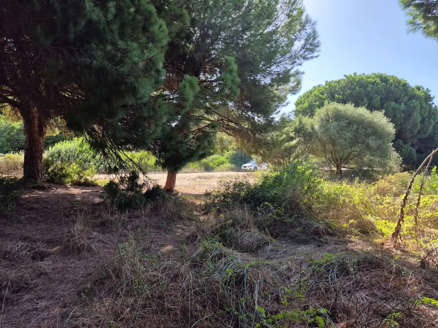 Terreno rustico in vendita a Los Caños de Meca, imagen 4