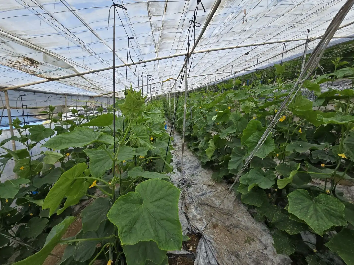 Garten von Grundstücke zum Verkauf in Rubite
