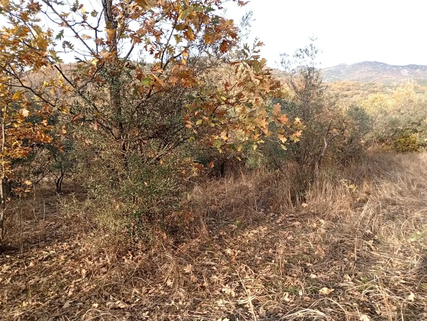 Terreni e lotti in vendita a Viandar de la Vera, imagen 41
