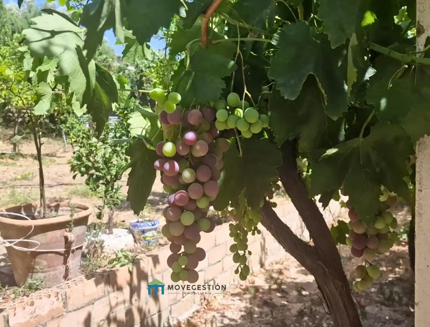 Jardín de Casa o chalet en venta en Ubrique con Piscina