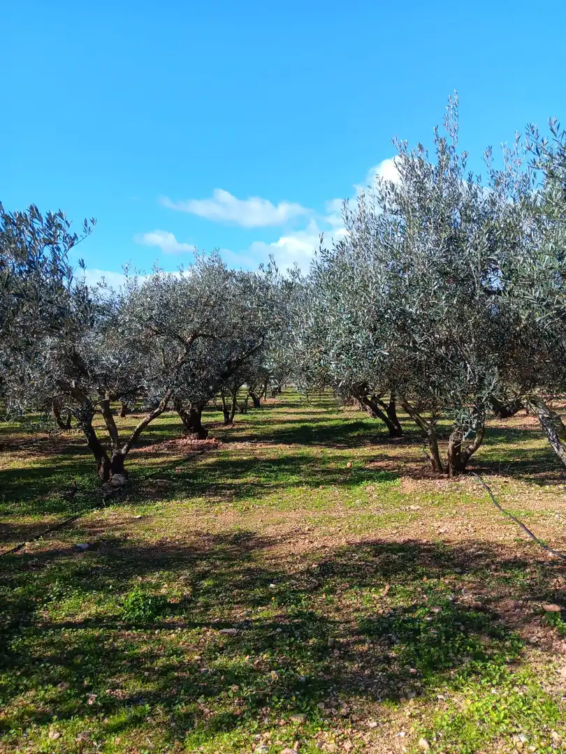 Jardí de Casa o xalet en venda en Tortosa amb Terrassa i Balcó