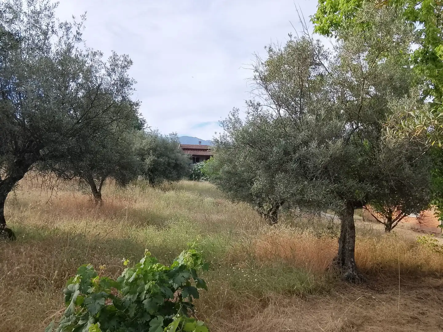 Terreni e lotti in vendita a Madrigal de la Vera, imagen 3