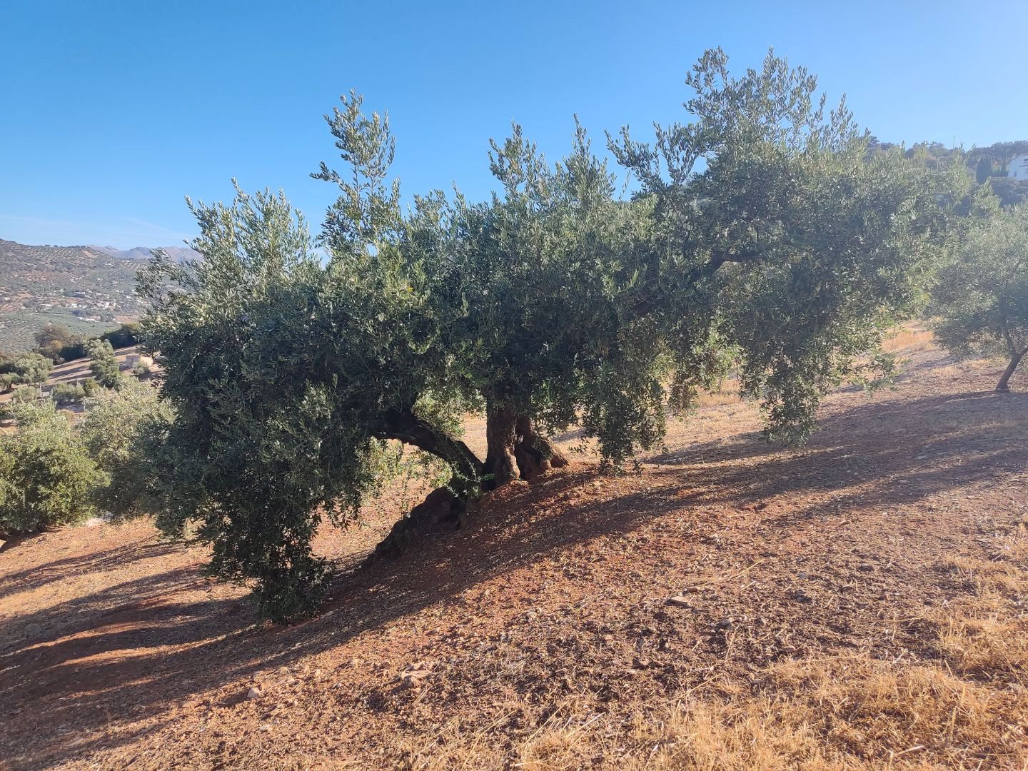 Land for sale in Iznájar