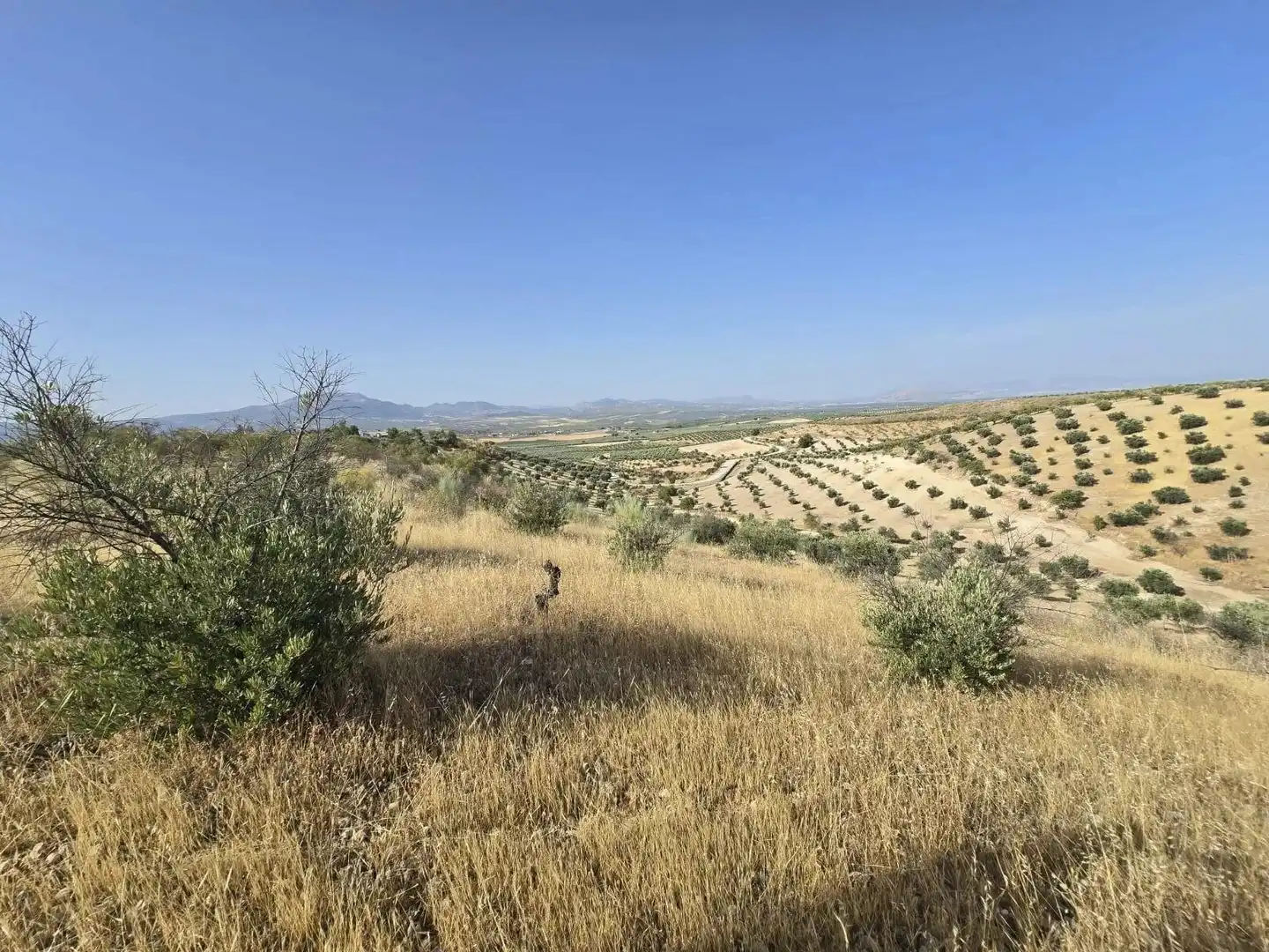 Terreny rústic en venda a Moraleda de Zafayona, imagen 3