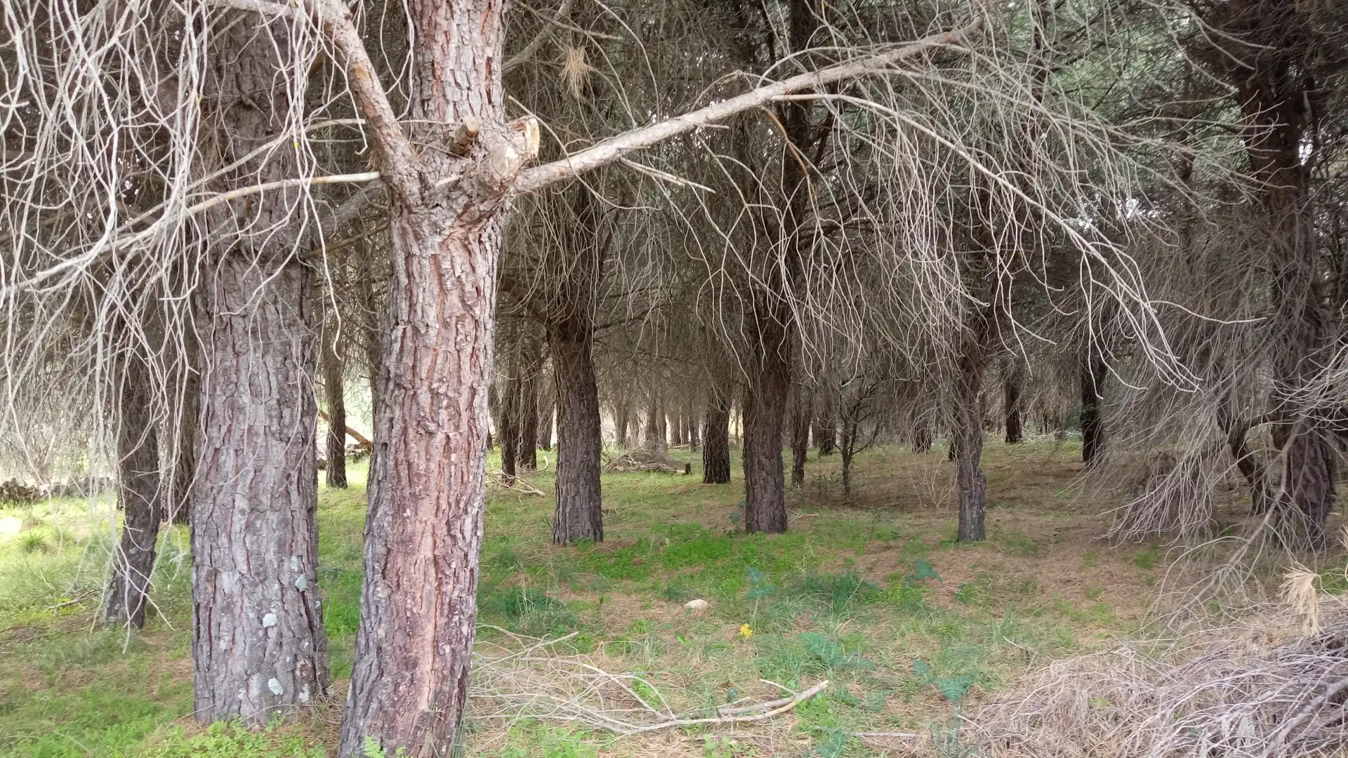 Terreni e lotti in vendita a Sotillo de la Adrada, imagen 8
