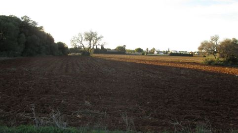 Finca Rúst. en venta en Carretera del Muelle.