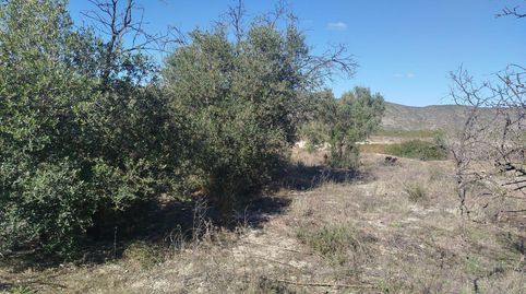 TERRENO RUSTICO AGRARIO ,CON OLIVOS EN PRODUCCIÓN, immagine 5