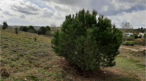 Photo 5 of Residential for sale in Nus-20 Golf Guadiana, Manzanas C-3.a, S/n, -1, Carretera de Sevilla - Los Montitos, Badajoz