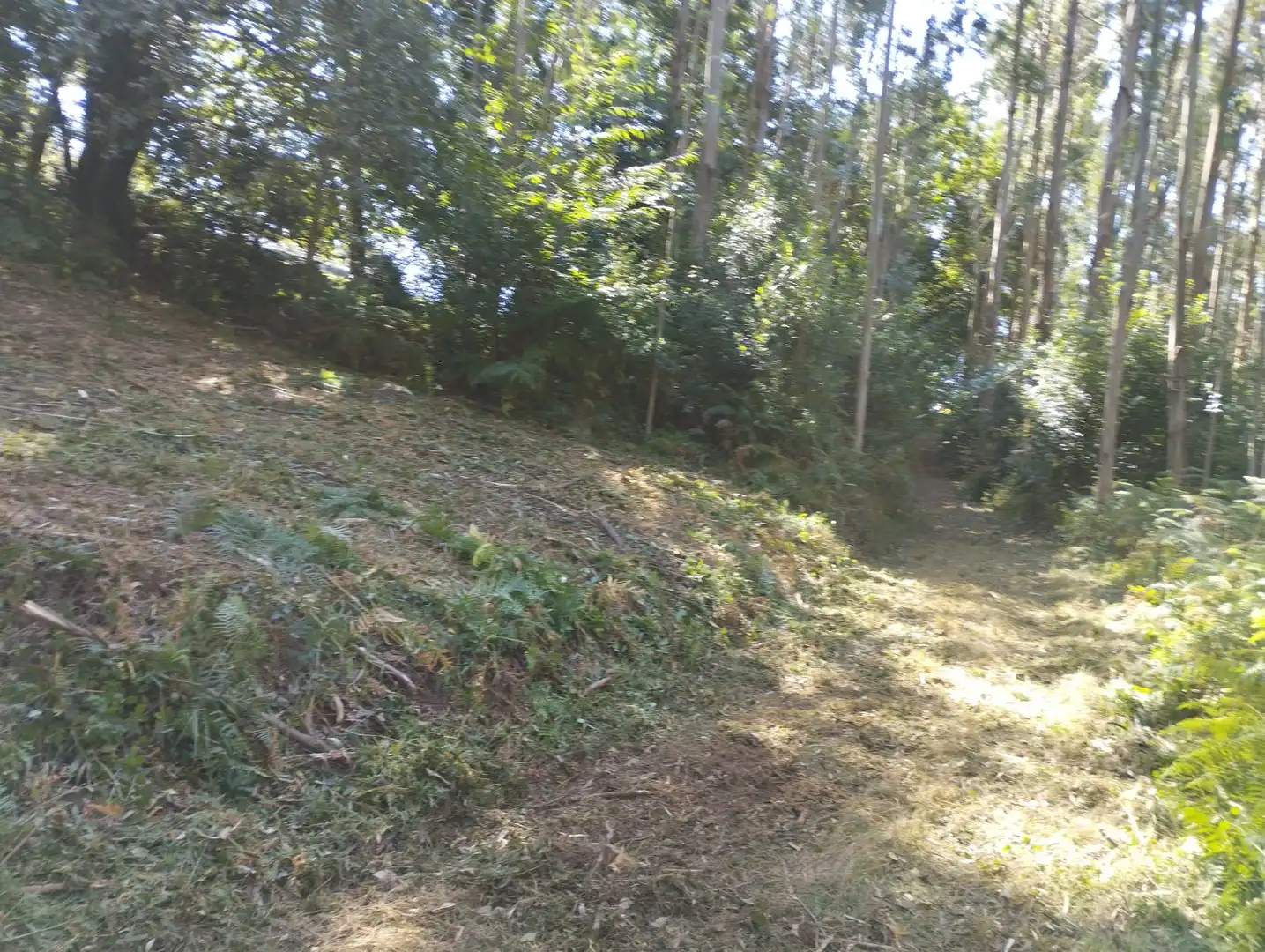 Terreno rústico en venta en Neda, imagen 4