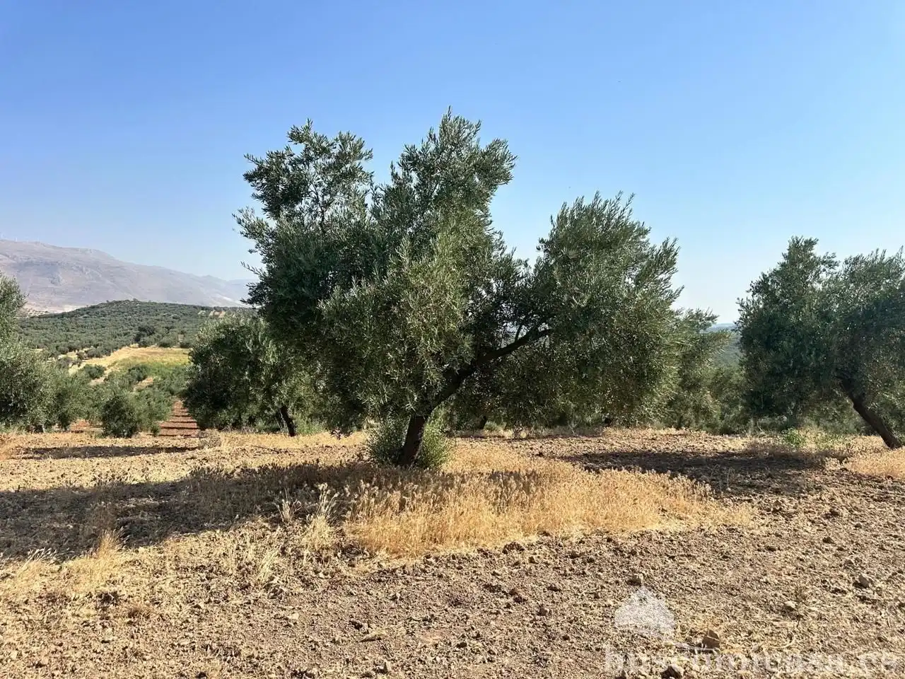 Terrain rustique à vendre à finca de olivar, imagen 3