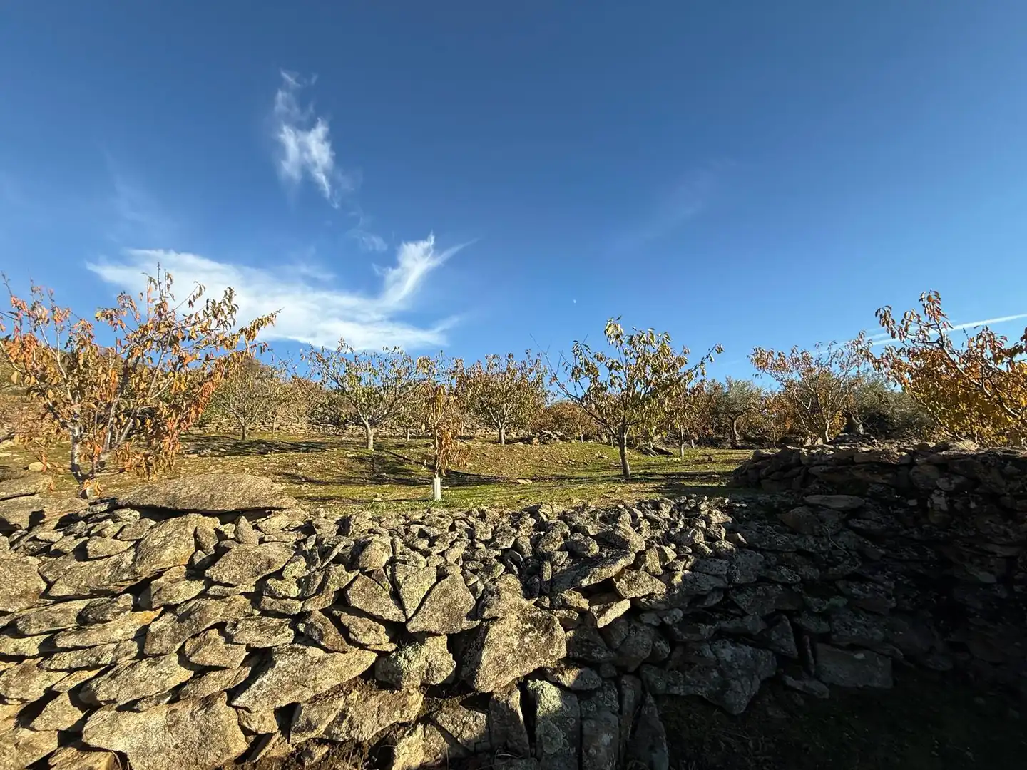 Garden of Land for sale in Arroyomolinos de la Vera