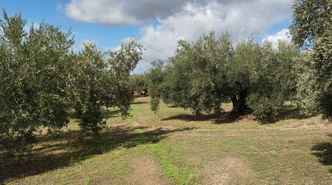 TERRENO CON NAVE, imatge 3