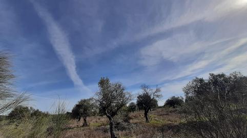 Foto 4 de Terreno en venta en Botija, Cáceres
