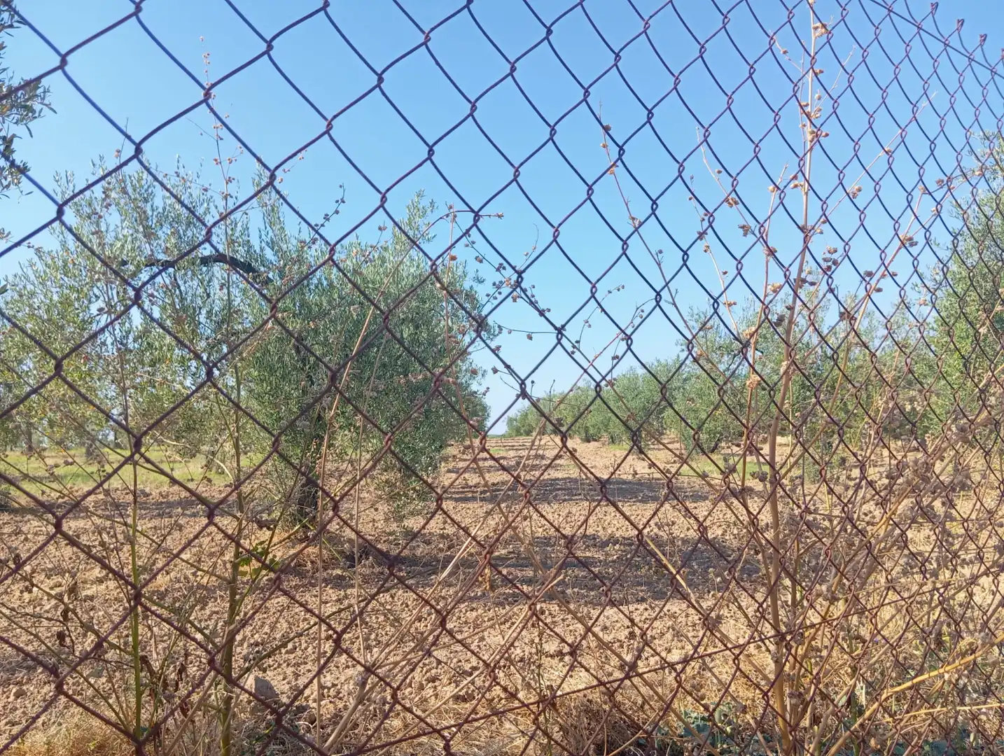 Terreny rústic en venda a Ramal de Espartinas, imagen 4