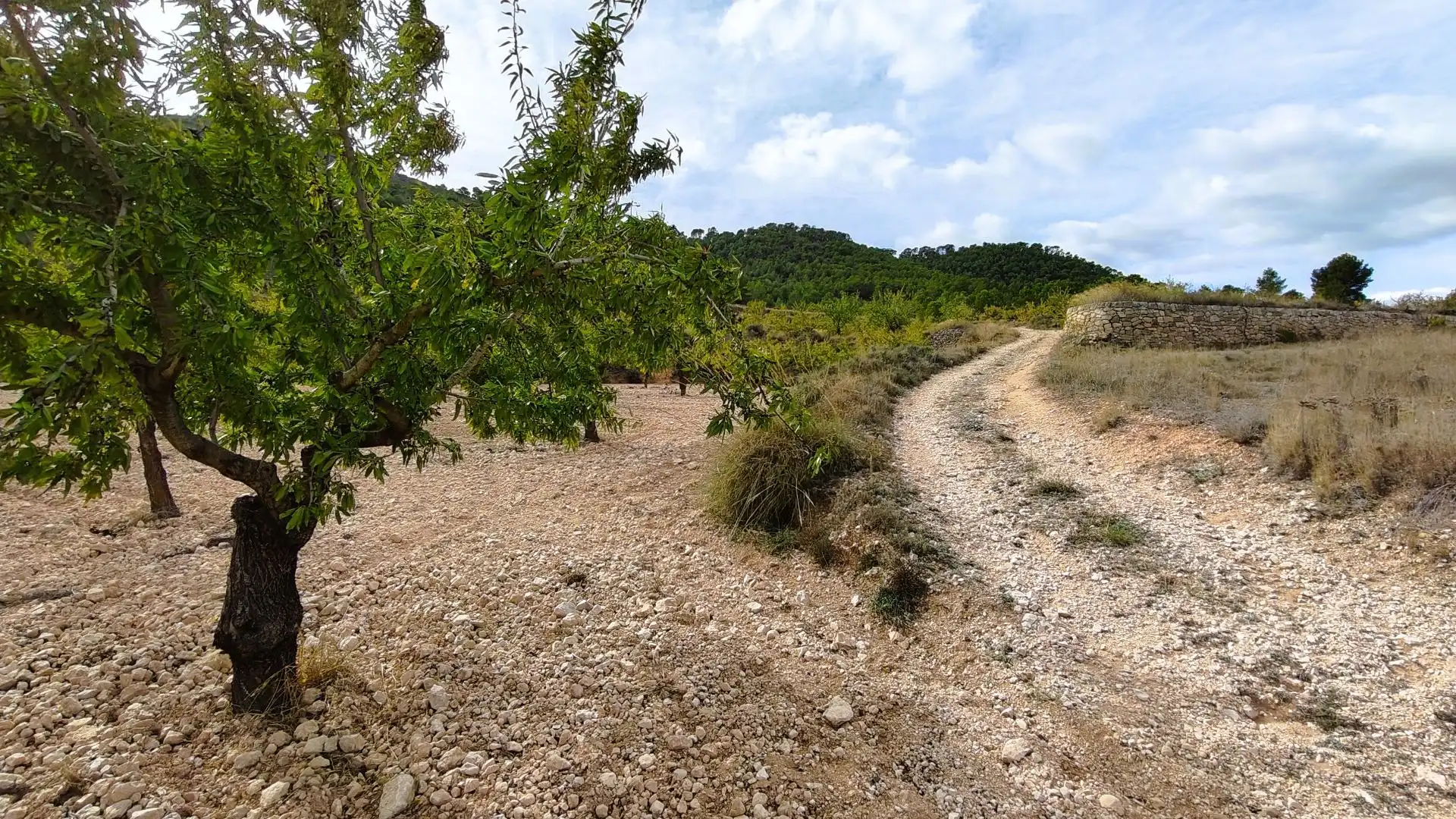 Rustikales Grundstück zum Verkauf in Monóvar  / Monòver, imagen 8