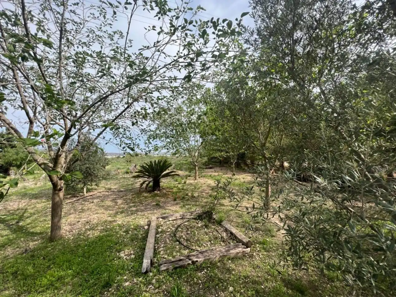 Terreno rústico en venta en Monforte del Cid, imagen 5