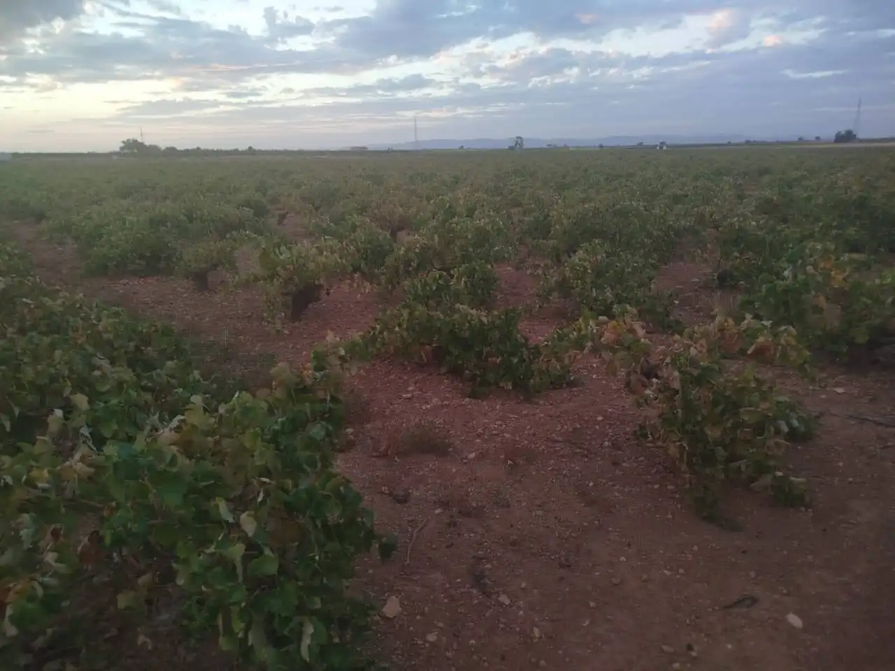 Rural land for sale in Manzanares, imagen 3