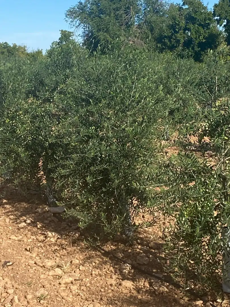 Terreno rustico in vendita a Calle García Pavón, imagen 39