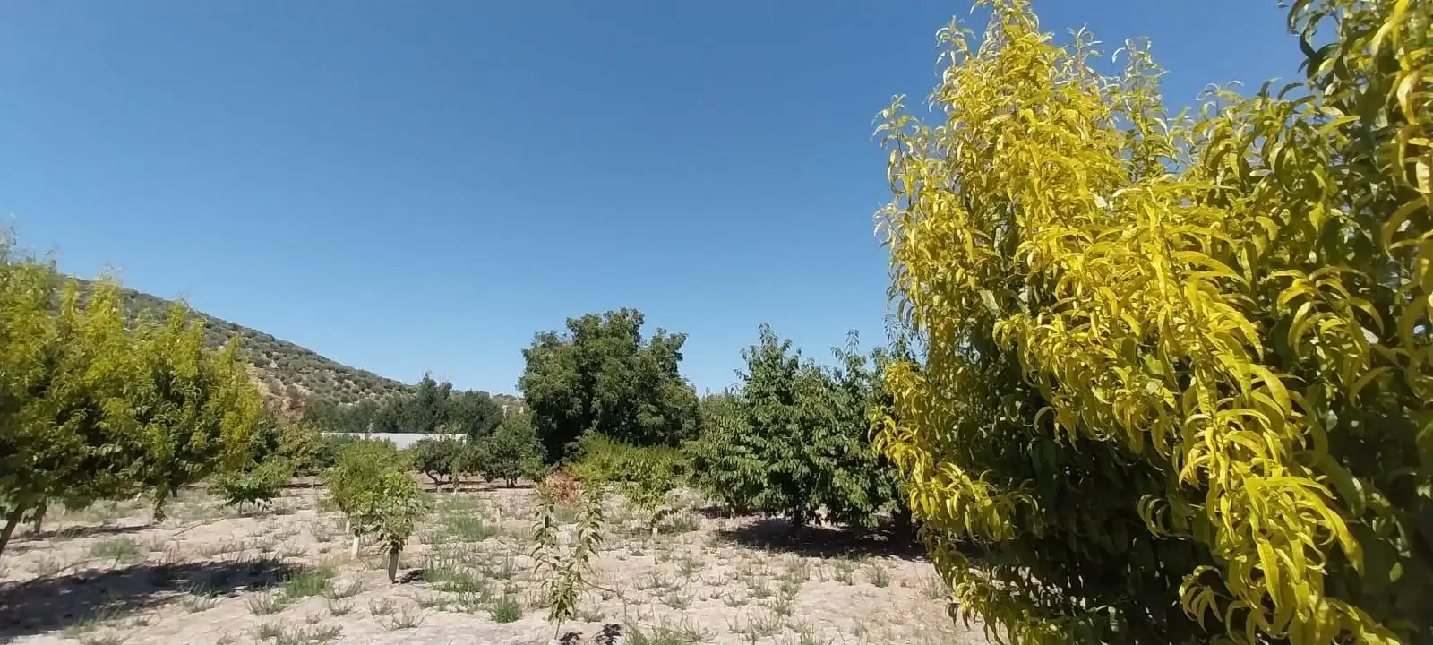 Country homes for sale in DISEMINADO, Castillo de Locubín