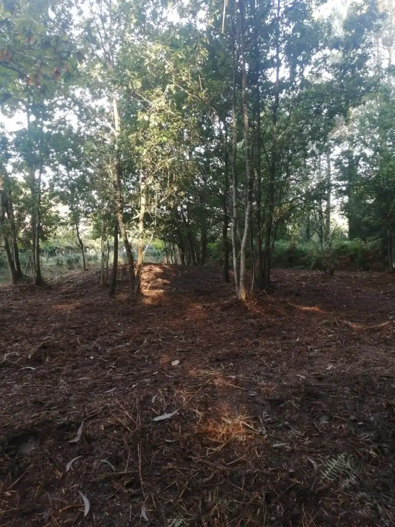Finca rústica en venta en Ponteareas