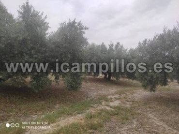 Terreno rustico in vendita a Calle TERMINO DE LUQUE