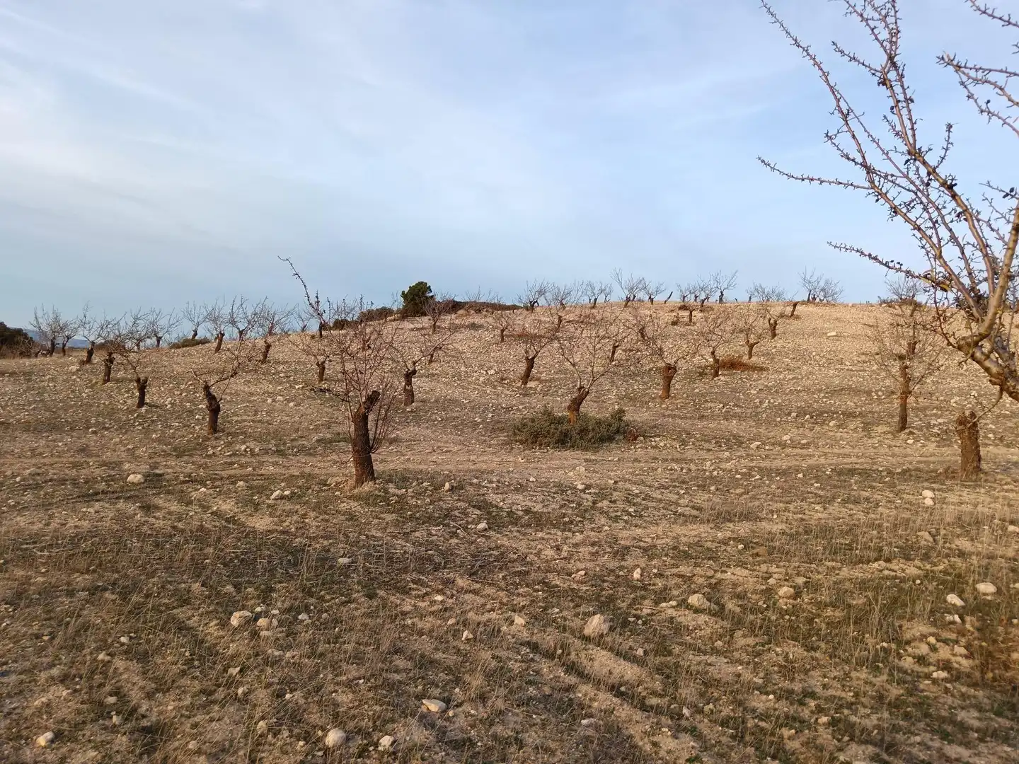 Terreni e lotti in vendita a Polígono 14 Parcela 91 CJO PAVA. ALHAMA DE GRANAD, imagen 6