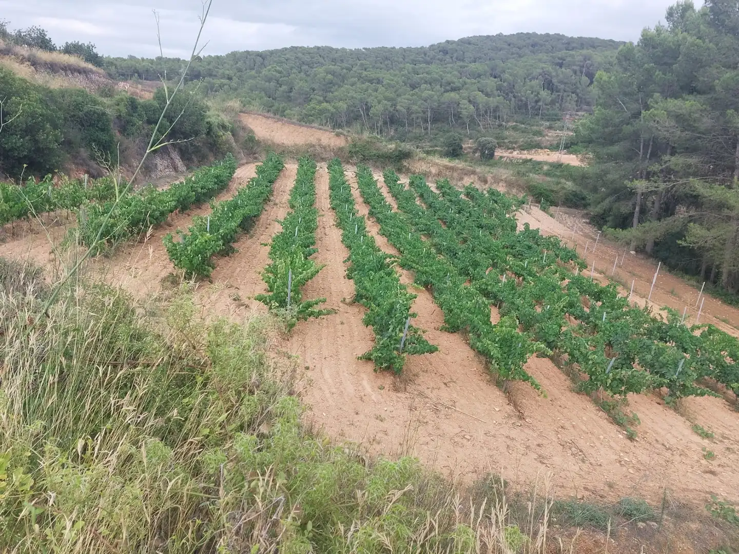 Rustikales Grundstück zum Verkauf in Carretera Albinyana 7, imagen 19