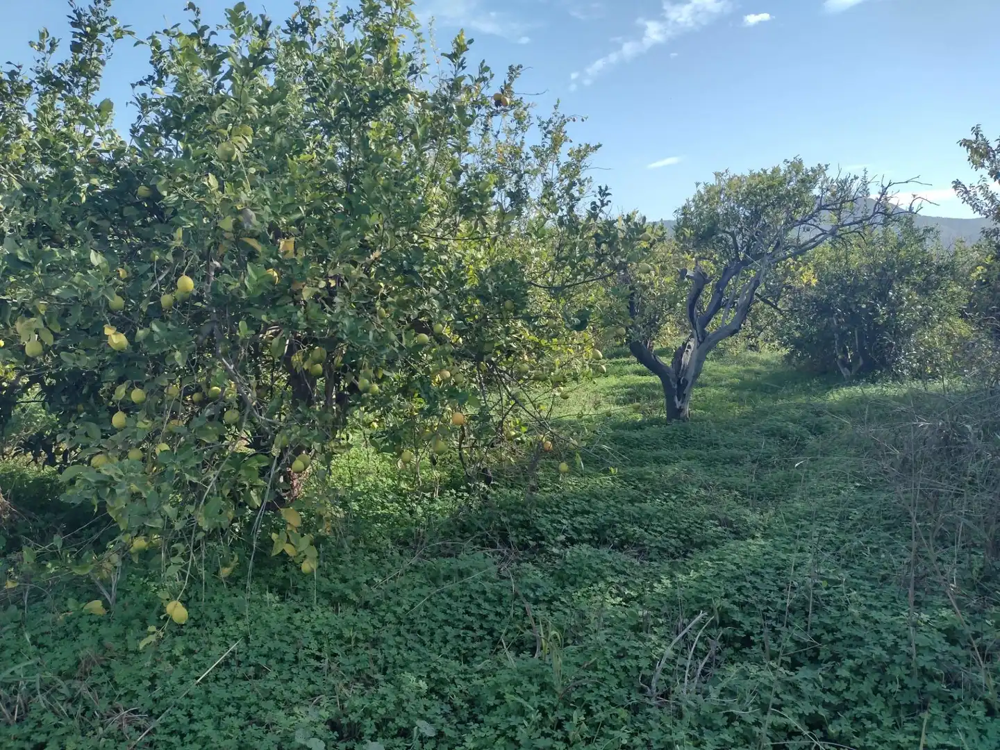 Terrenys i solars en venda a Vereda del rincon del Gallego, imagen 8