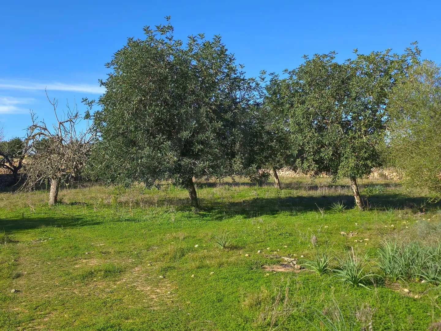 Terreni e lotti in vendita a Santa Margalida Poble, imagen 10