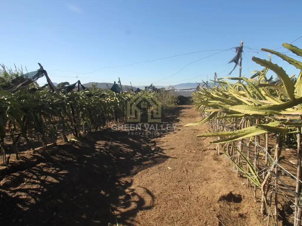 Finca rústica en venta en La Alcaidesa