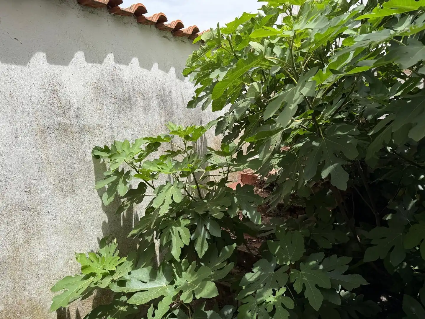 Jardí de Casa adosada en venda en Fuente Obejuna