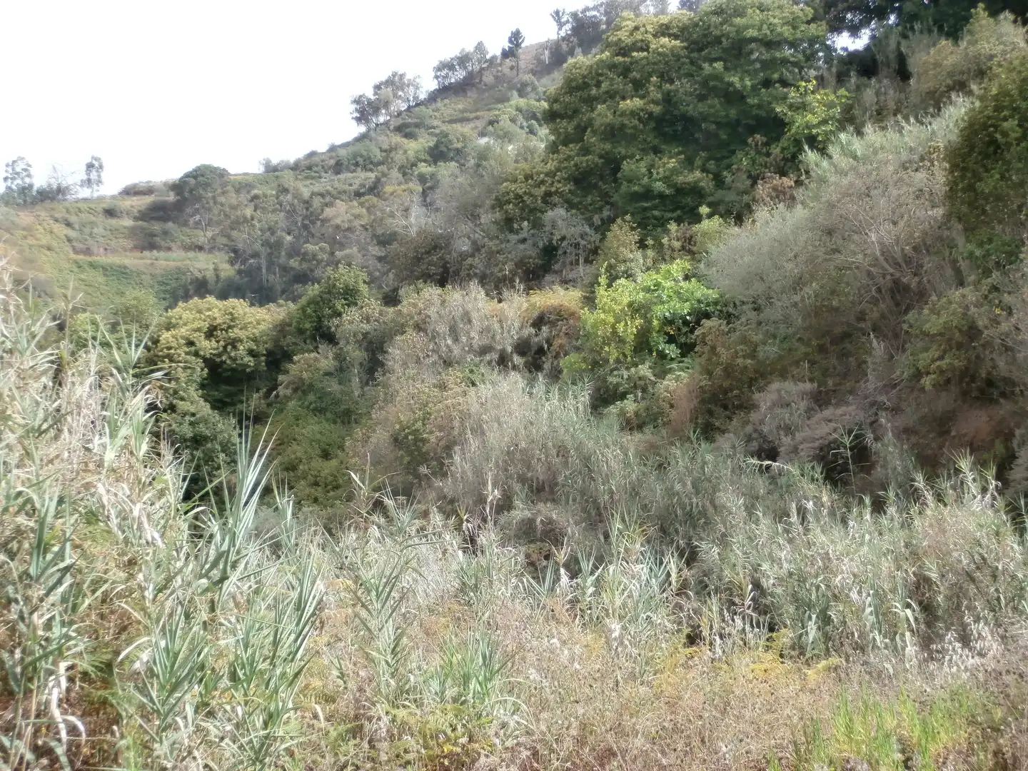 Finca rústica en venta en Camino Lomo el Marco, 41, Moya (Las Palmas)