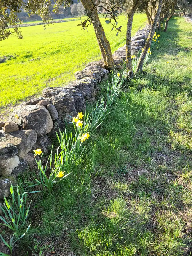 Jardín de Terreno en venta en Pinell de Solsonès