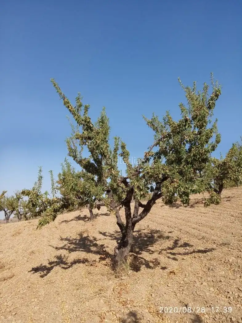 Terrain rustique à vendre à Avenida Juan Carlos I 38