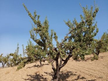 Terrain rustique à vendre à Avenida Juan Carlos I 38