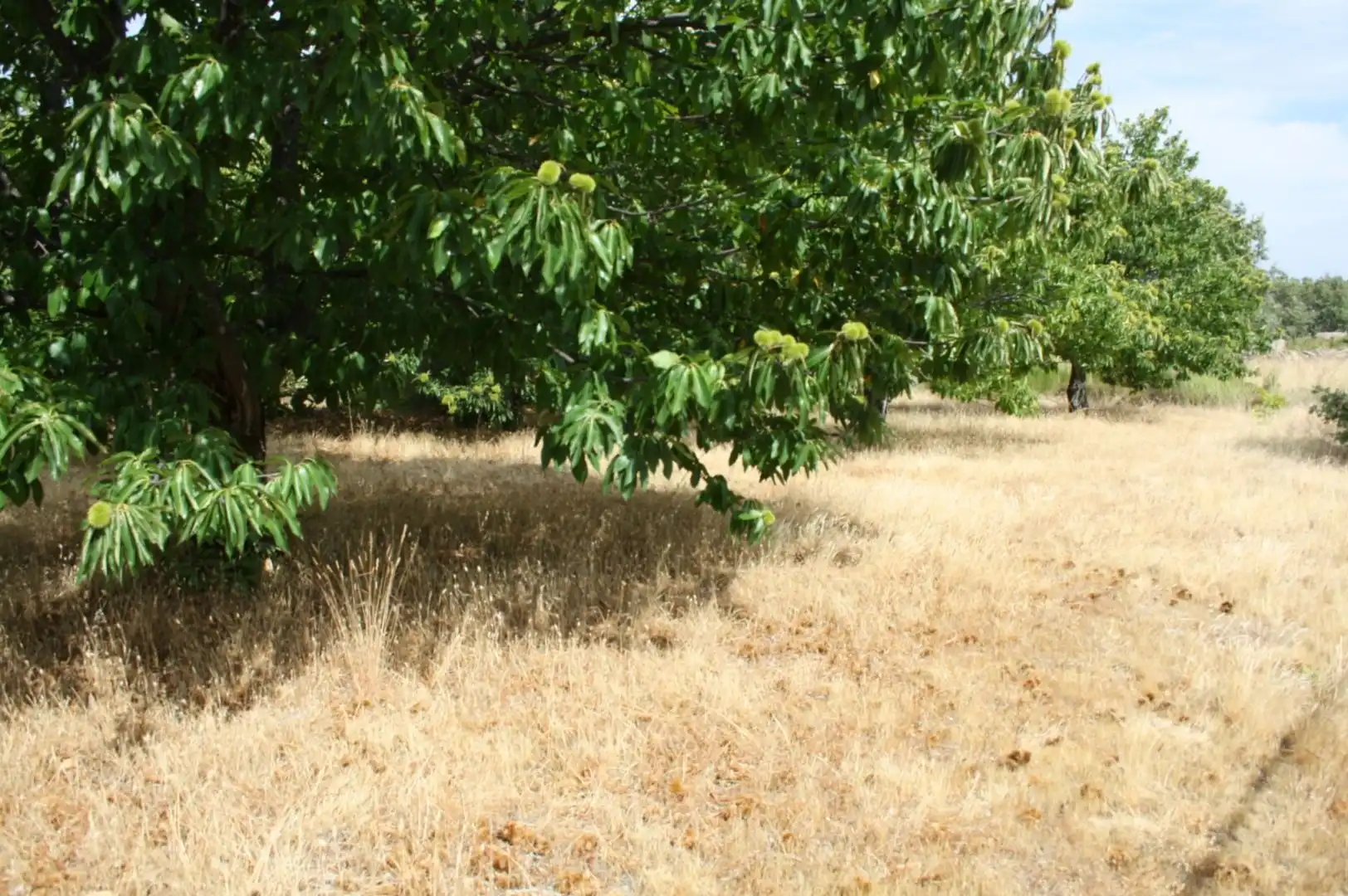 Terreno industrial en venta en Piornal
