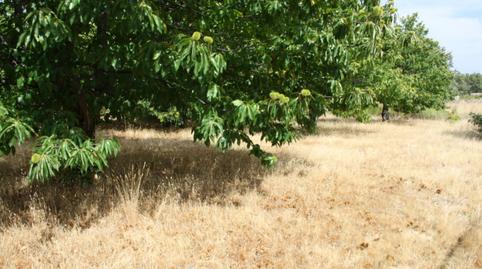 Photo 5 of Industrial land for sale in Carretera Valdastillas-piornal, 12a, Piornal, Cáceres