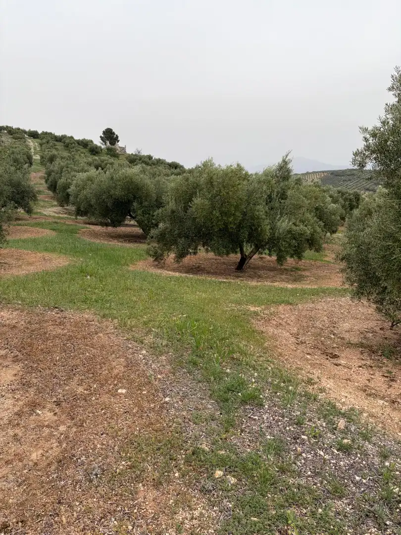 Terrain rustique à vendre à Luque, imagen 3