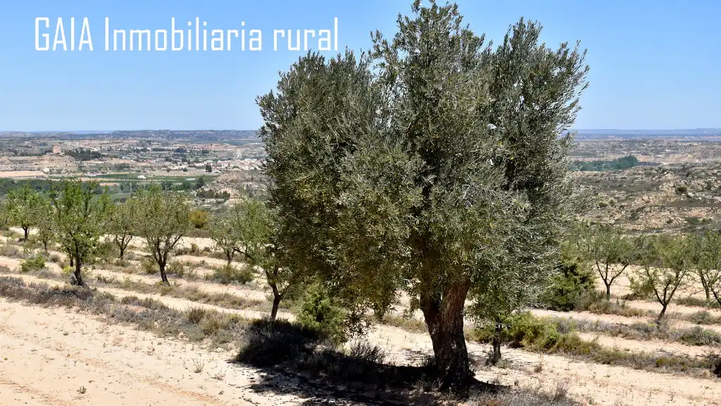 Terreni e lotti in vendita a Maella, imagen 6