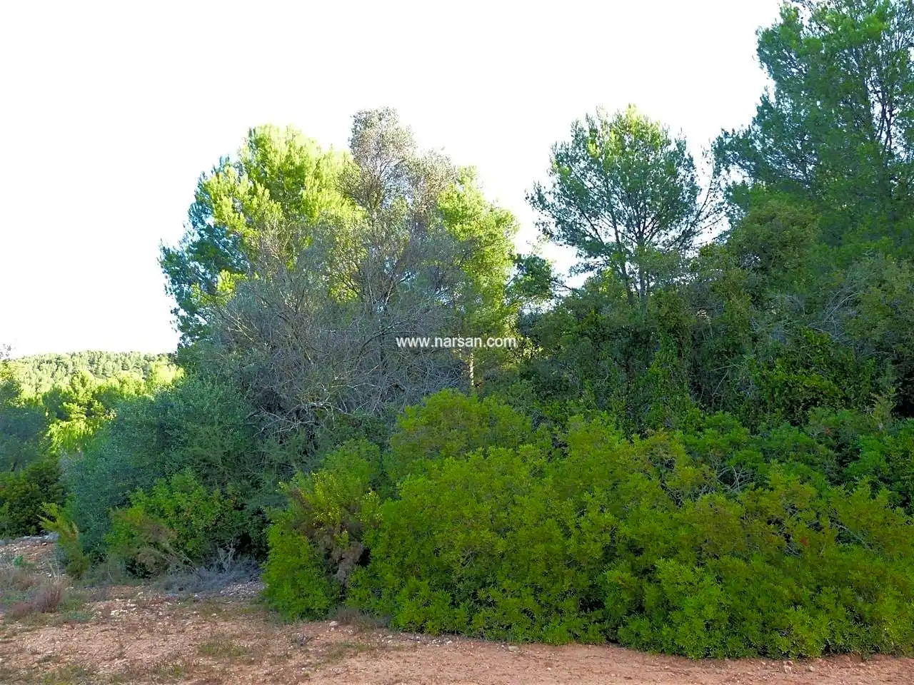 Terrain rustique à vendre à La Pobla de Tornesa, imagen 2