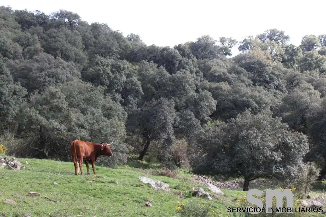 Terreni e lotti in vendita a Cortes de la Frontera, imagen 16