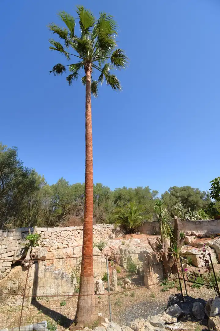 Jardín de Finca rústica en venta en Muro con Aire acondicionado, Jardín privado y Terraza