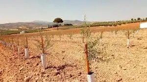 Terreno rustico in vendita a Alcalá del Río, imagen 4